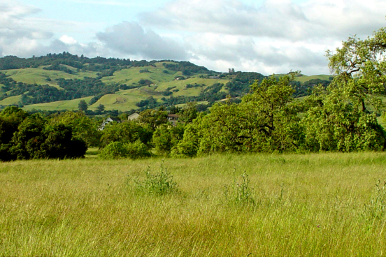 A field with a tree growing to the right side. Rolling hills are visible in the background.