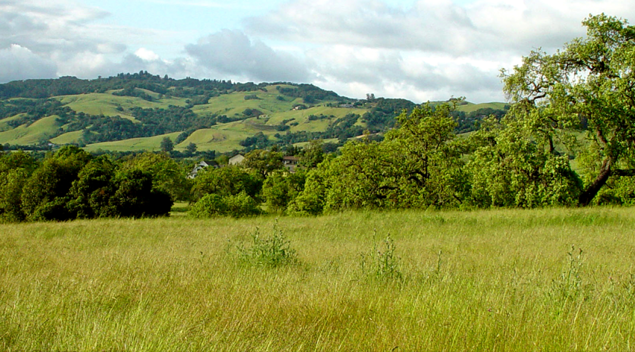 A field with a tree growing to the right side. Rolling hills are visible in the background.