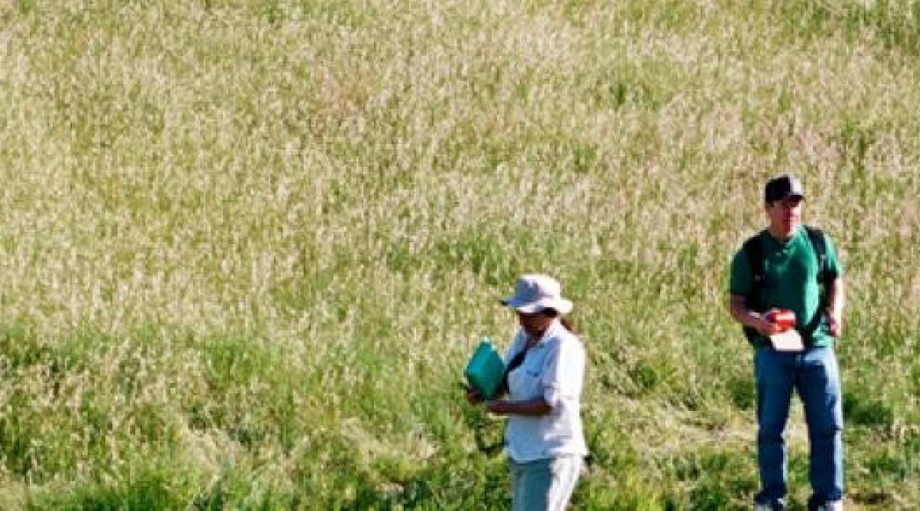 4 people walking on grassland.  One person is holding a butterfly net.