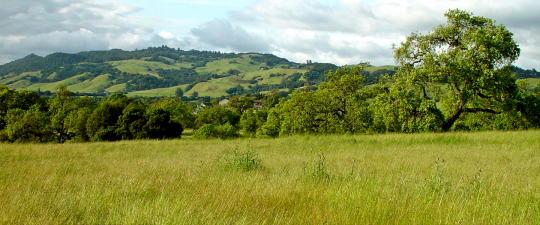 A field with a tree growing to the right side. Rolling hills are visible in the background.