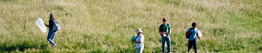 4 people walking on grassland.  One person is holding a butterfly net.